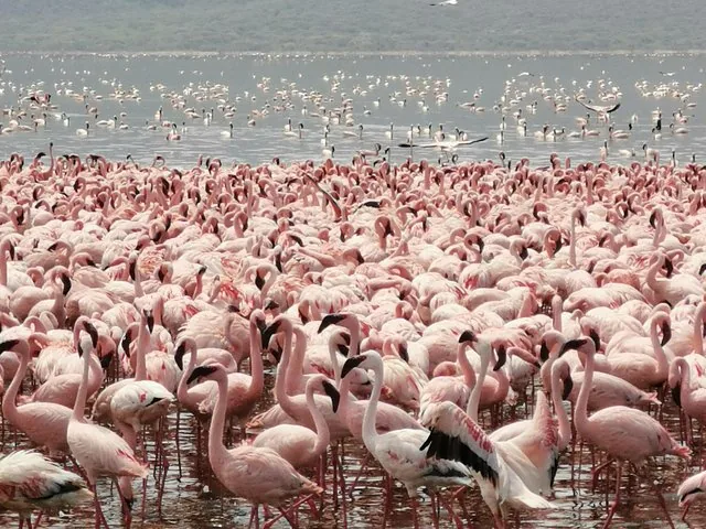Ein sehr dichter Schwarm rosa Flamingos, der sich im flachen Wasser versammelt hat.