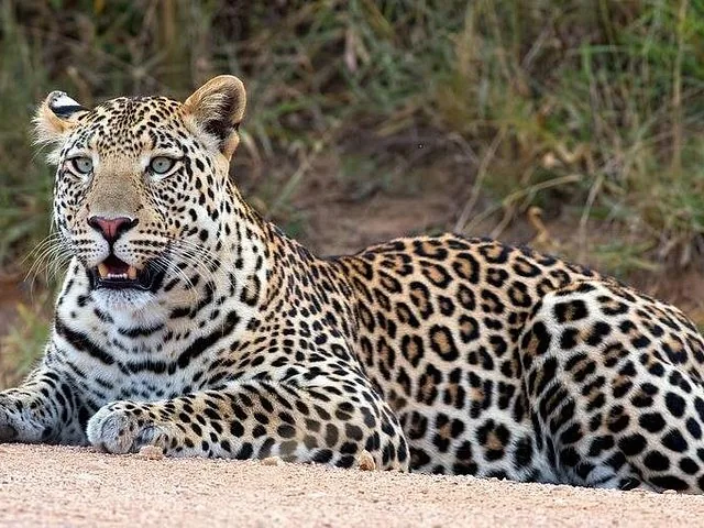 Ein Leopard, der auf dem Boden ruht und nach links blickt.