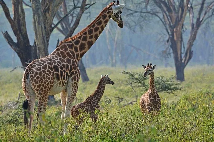 Eine Giraffenfamilie im hohen Gras im Nationalpark Nakurusee.