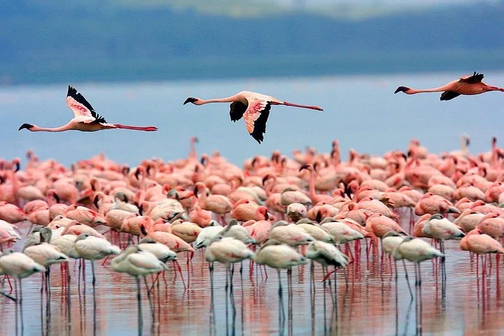 Ein großer Schwarm rosa Flamingos watet und fliegt im Nakurusee.