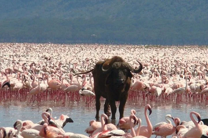 A lone buffalo standing amidst a massive flock of flamingos in Lake Nakuru.