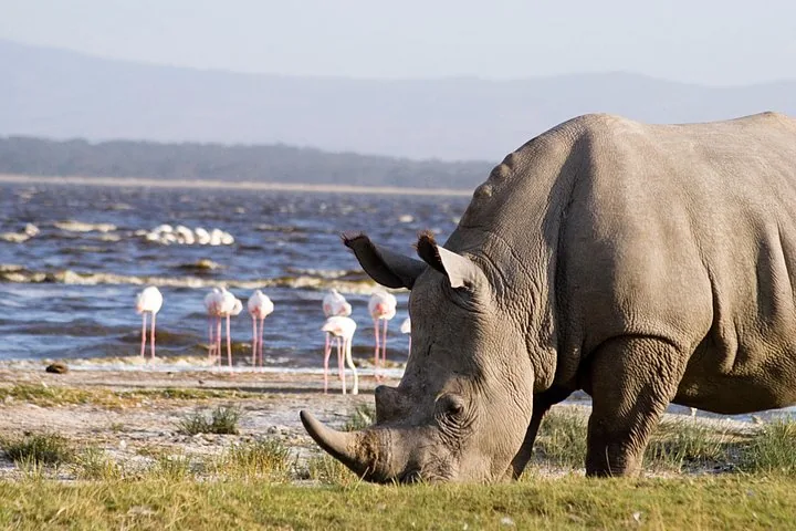 A white rhinoceros grazing near the shore of Lake Nakuru, flamingos in the background.