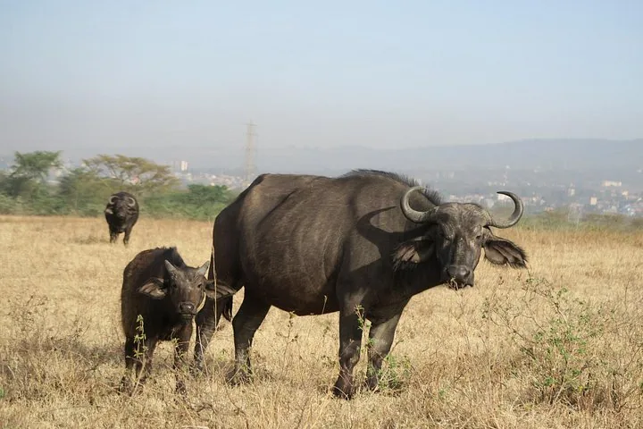 Ein Büffel und sein Kalb stehen in trockenen Graslandschaften, dahinter ist die Stadt zu sehen.