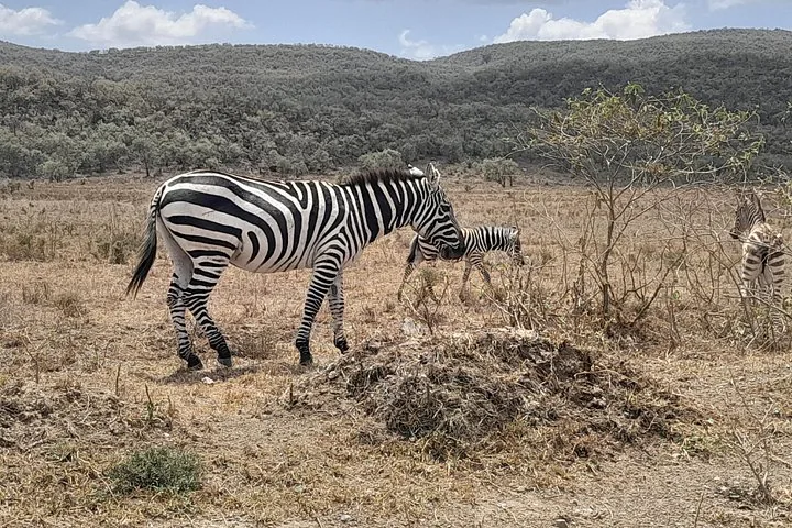 Zebras stehen in einer trockenen, grasbewachsenen Landschaft mit sanften Hügeln in der Ferne.