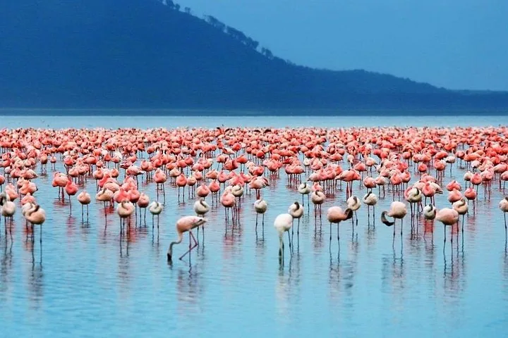 Eine große Gruppe Flamingos im ruhigen Wasser des Lake Nakuru.