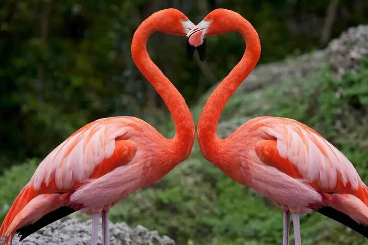 Two flamingos facing each other, their necks forming a heart shape.