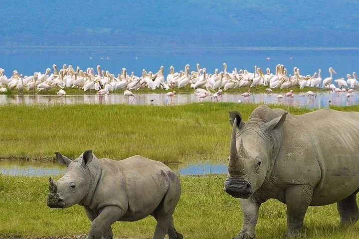 Rhinos walking near a lake shore filled with a large flock of pelicans.