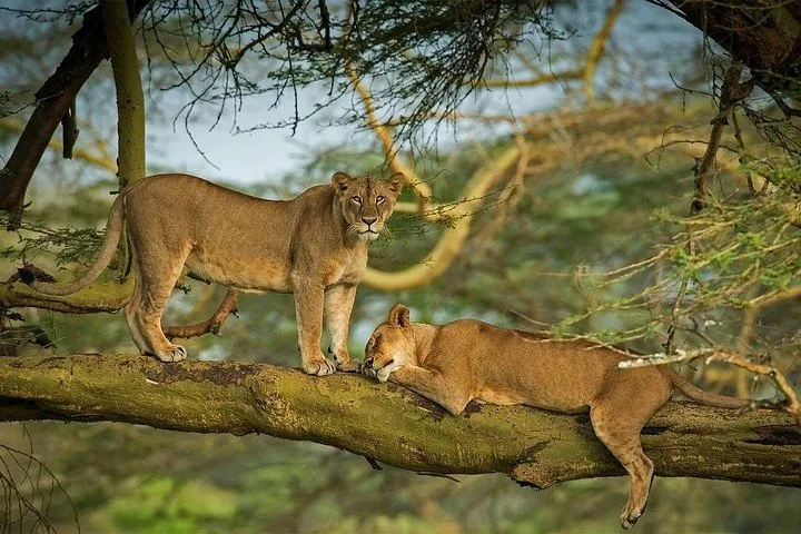 Two lions resting on the thick branch of a large tree.